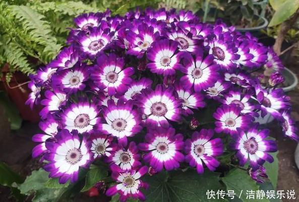 鸡蛋|鸡蛋全身是宝将它们分开用作养花,可让盆栽枝繁叶茂、多开花