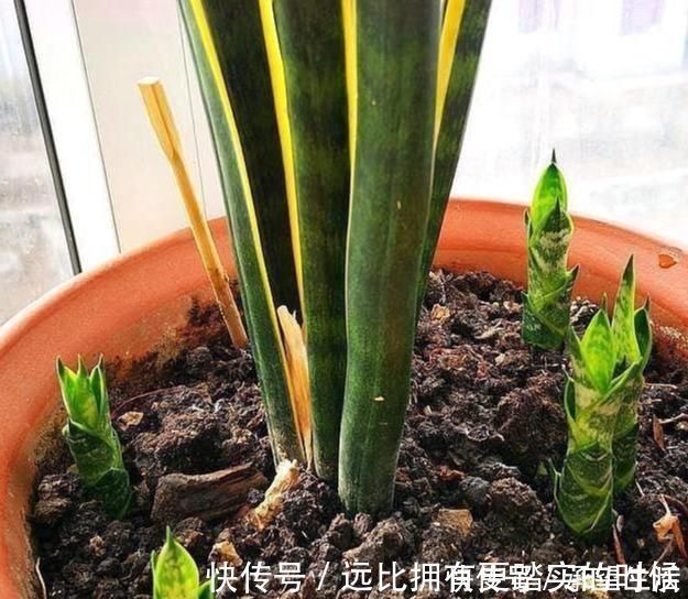 新叶|3种“大气花”越热越长个，新叶呼呼窜，室内百搭花，越长越高雅