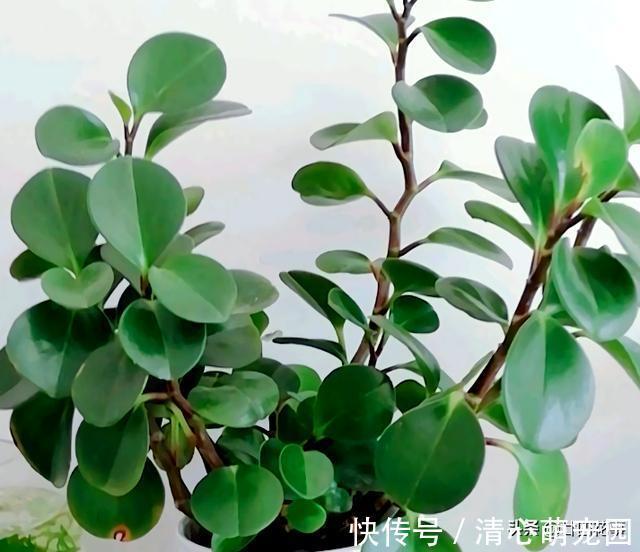 多肉植物|6种花，长高就“变丑”，株型低矮才“漂亮”，要舍得剪