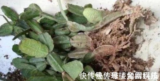 蟹爪兰|蟹爪兰发出这个“信号”,一定不要忽视,是在提醒你