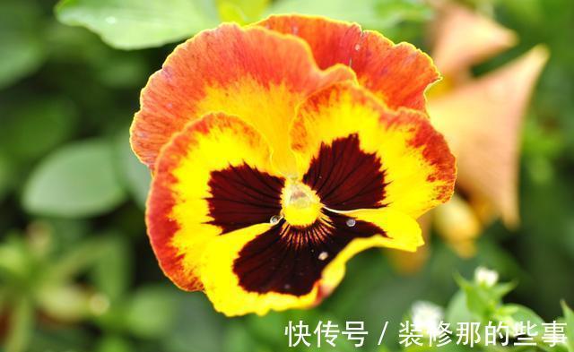 花期|农历7月15号起,最适合养这些花,花开上百朵,花期超半年