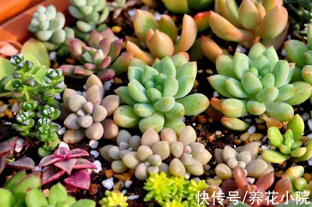 多肉植物|多肉“睡醒了”,给它做好4件事,长得旺盛状态好