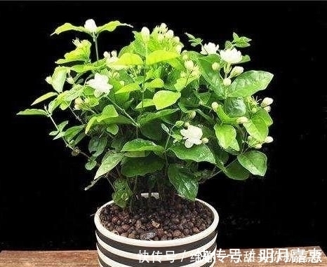 4种“香水花”，选一种养家里，晒晒太阳，满屋香水味，又香又美