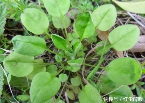 養(yǎng)胃|農(nóng)村稱為“地胡椒”的野草,涼拌口感味道一絕,其實(shí)還能養(yǎng)胃