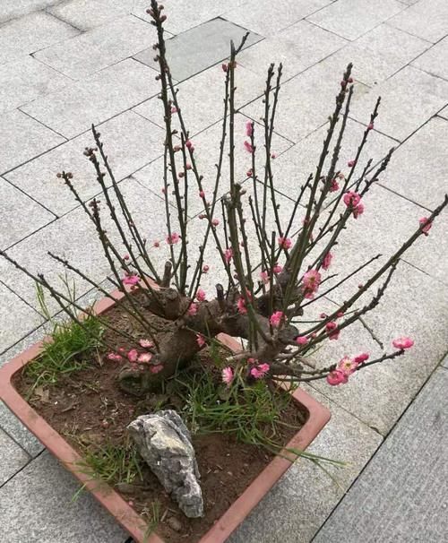 这3种开花植物是“抗冻王”,能耐-10℃的低温,冬天可放心买回家