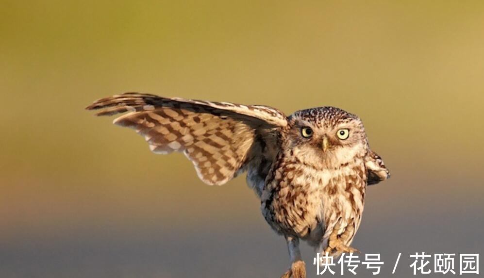 称之为不祥之鸟、报丧鸟,有科学依据吗?