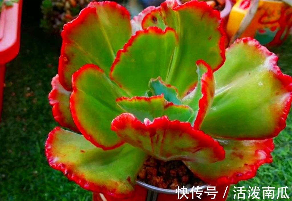 唐印|多肉肥点才好看,所以这些多肉夏天不能轻易断水,缺水会越长越丑