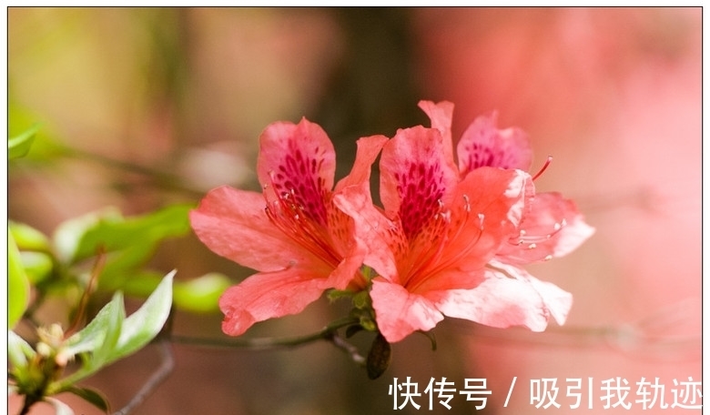 邓丽君&李白是如何赞美杨贵妃的？此诗28字无一美字，却将美形容到极致