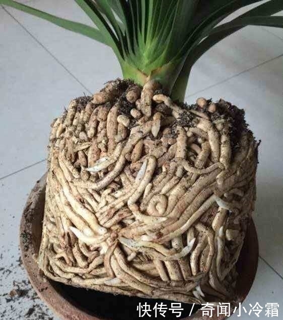 打翻|养了10年的君子兰打翻,看清它根部后,还敢养这些植物吗?