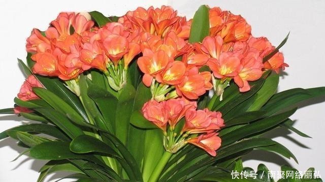 冬天|君子兰冬天该怎么浇水?错一点,君子兰黄叶烂根就开始了!