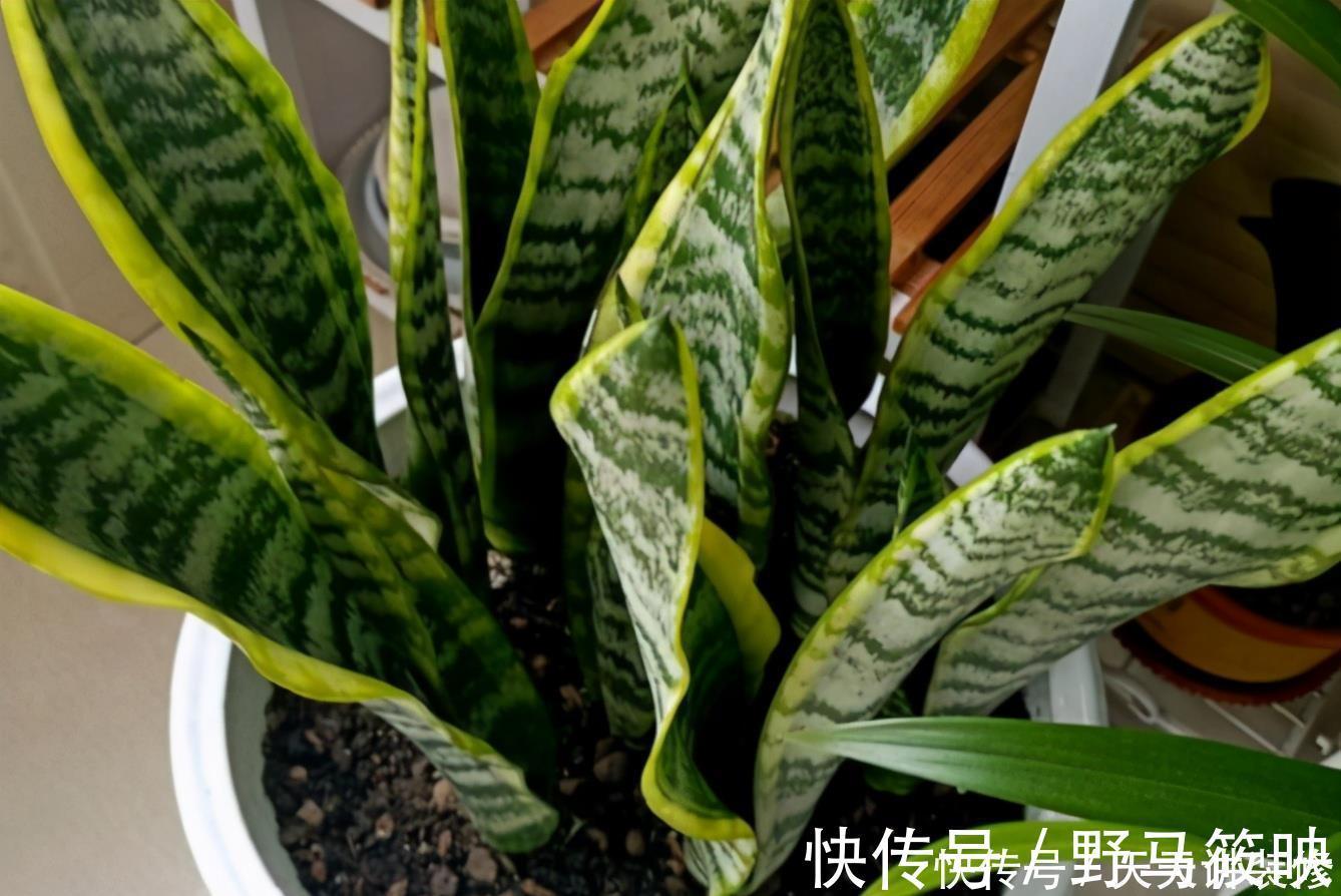 养殖|新人养花容易出问题，不如盆栽虎皮兰，注意4点，好活漂亮