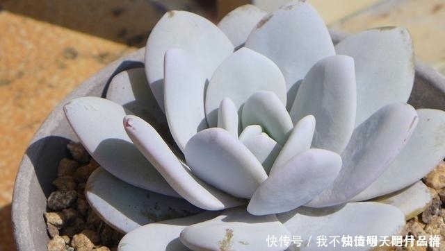 3款“爱哭鼻子”的多肉植物，名字很凄美，出了状态确让人很陶醉