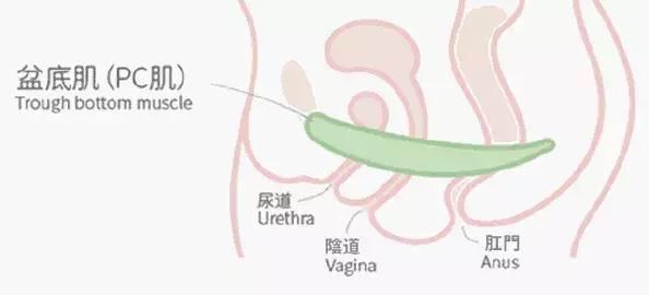 肛肠|久坐不立经常便秘刚做完肛肠手术这个提肛运动你必须学会