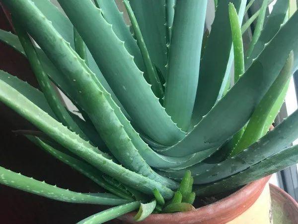 龟背竹是“吸废气”高手,家里放一盆,门窗紧闭也能空气清新!