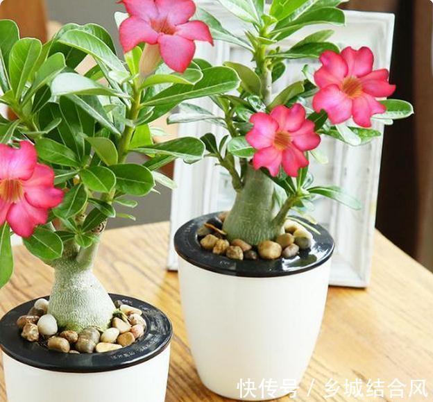 最适合春天养的8种花,最后一种又叫不死花