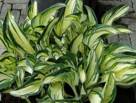 史上最耐阴的花,越阴凉越长得旺,绿萝虎皮兰靠边站