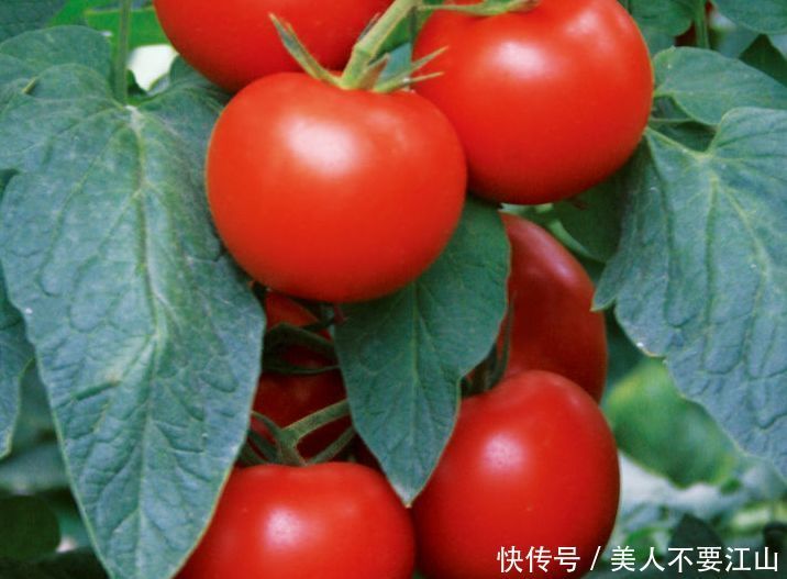 食物|冬天来了,不妨多吃以下食物,皱纹没了,色斑淡了,拿肉也不换