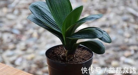 蟹爪兰|卧室养花有讲究,6种适合摆在卧室的花草,晚上不争氧气!