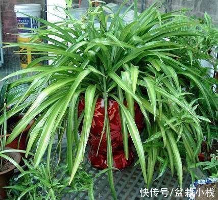 室内养花,就养4种“空气卫士”,人称天然净化器