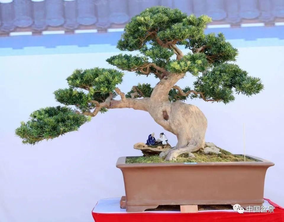 植株|这两种盆景能当传家宝,被爱好者当“心头肉”