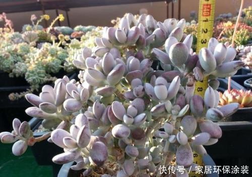 福娘|捡了一棵“秃顶”的多肉乒乓福娘,养2年完美逆袭,美呆了