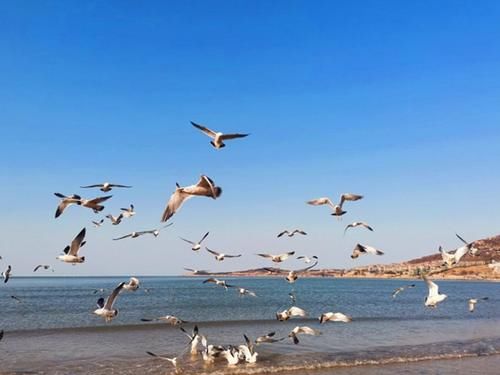 生命|想去海边看海鸥？冬天来威海金海滩，一群一群海鸥好玩又好看