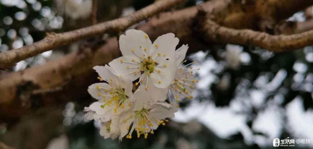 李花|石柱，花开啦！