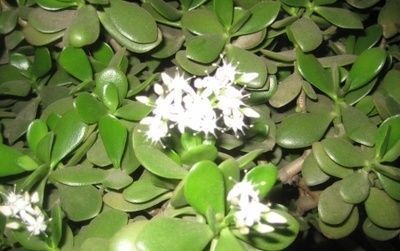 特别|这5种花养家里,既观叶又观花,关键还“有益”健康