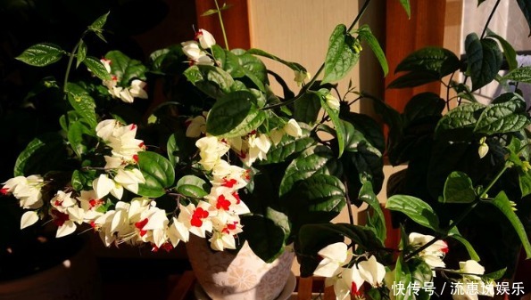 月季|喜欢养护鲜花,就选精品月季“法国莫奈”,多彩变幻,飘香四溢!