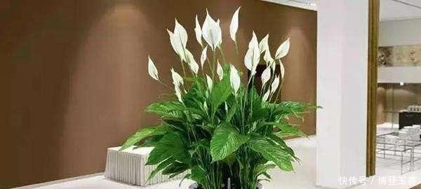 养白掌,避开2个“软肋”,从不蔫软,叶子绿悠悠,花儿白皙美艳