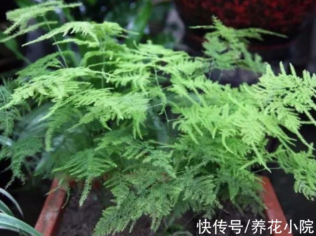 文竹叶子发黄，多是3个方面没做对，该如何解决呢？