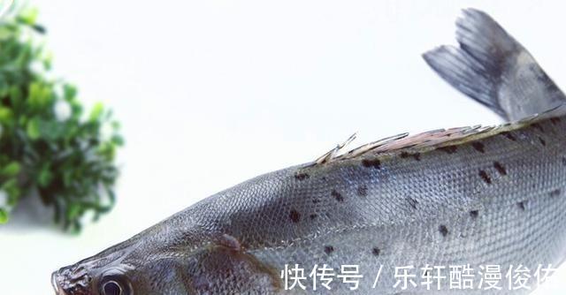 江苏盐城出现天然“鲈鱼黑坑”,最大的二三十斤,网友适当索取