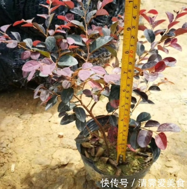 花卉叫法不一样,尤其在养花知识的传播上往往容易让新手产生误解