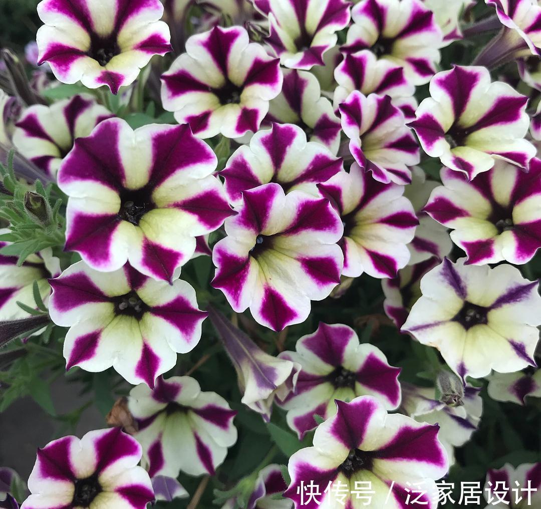 爆盆|矮牵牛想爆盆,这些基本养护方法你收好