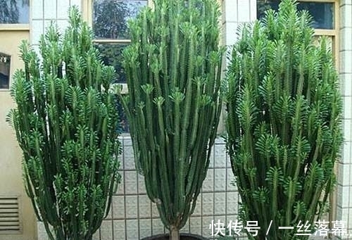 库拉索芦荟|7种“富贵花”,客厅养一盆很合适,越养越值钱,能活一百年