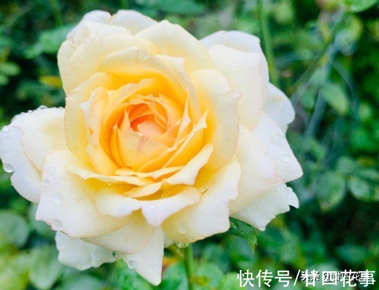 1种恶心的厨房废料,是月季的上好肥料,秋末埋一点,花朵大如拳