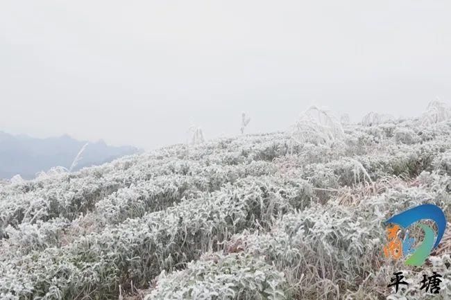 平塘雾凇美如画|图集 | 平塘县