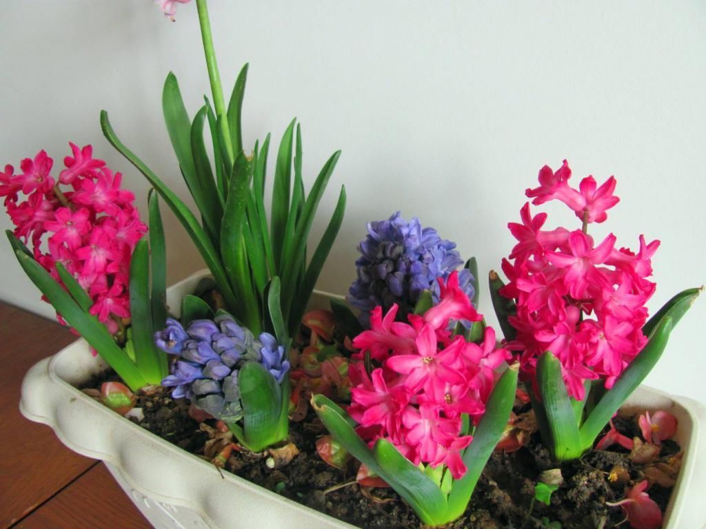 几种适合冬天养的花,快看看,你家里养了几盆!