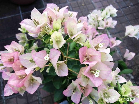 三角梅正育芽，赶紧追加“有机肥”，做好“2步”，强势爆开花