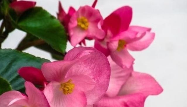 蟹爪兰不开花在盆里放此2种物质,养护很方便,花期时间长