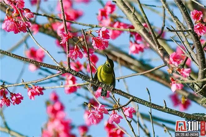 走，一起来看深圳的“花花世界”