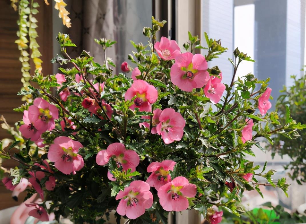 养花人必须记住的“施肥口诀”,只要合理掌握,养花变得轻轻松松