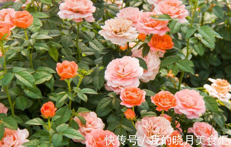 冬季仍然花开满园的果汁阳台,像阳光一样温暖,散发着淡淡的香气