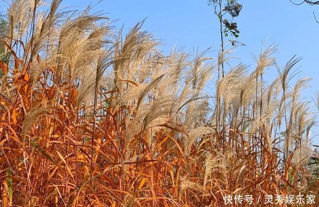 在红荷湿地，秋叶美成了故事，冬湖亮成了风景