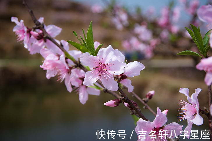 生肖狗|12月起，桃花运大涨，财富方面将会大有所获的生肖