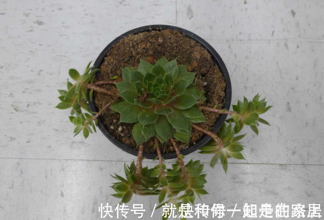 幸福树幸福树|喜欢养花,盆栽这6种植物得先“摸底”,弄清楚它们喜欢什么