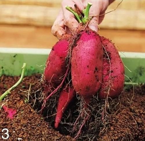  美妙|种红薯的美妙之处：不仅边吃边长，还从小美到大！