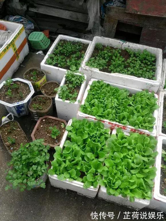 煤渣|什么腐叶土、营养土,比不上“一窝煤”,养花不烂根,易爆盆!