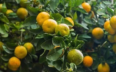 吃剩的橘子皮扔在花盆里,花像打了激素一样,疯了一样的长!