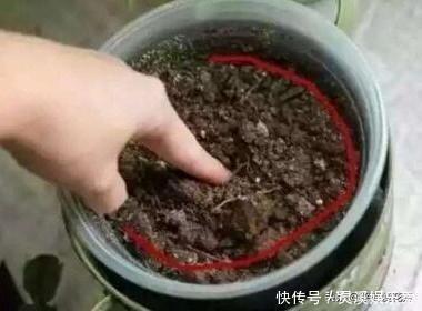 花友们|还用柳树皮、阿司匹林养花？聪明人都用“一种东西”，养啥都爆盆